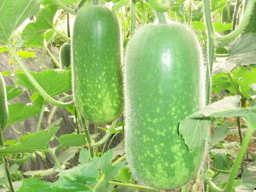 吃瓜黑料 a圈惊天大瓜