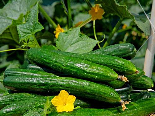 吃瓜网51官网版 网络大瓜,吃瓜网51官网版带你领略娱乐圈风云变幻